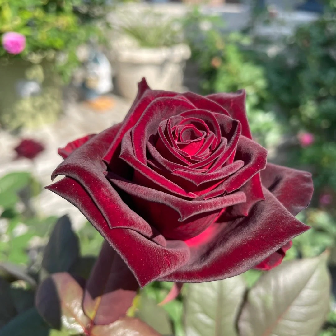 Black Baccara