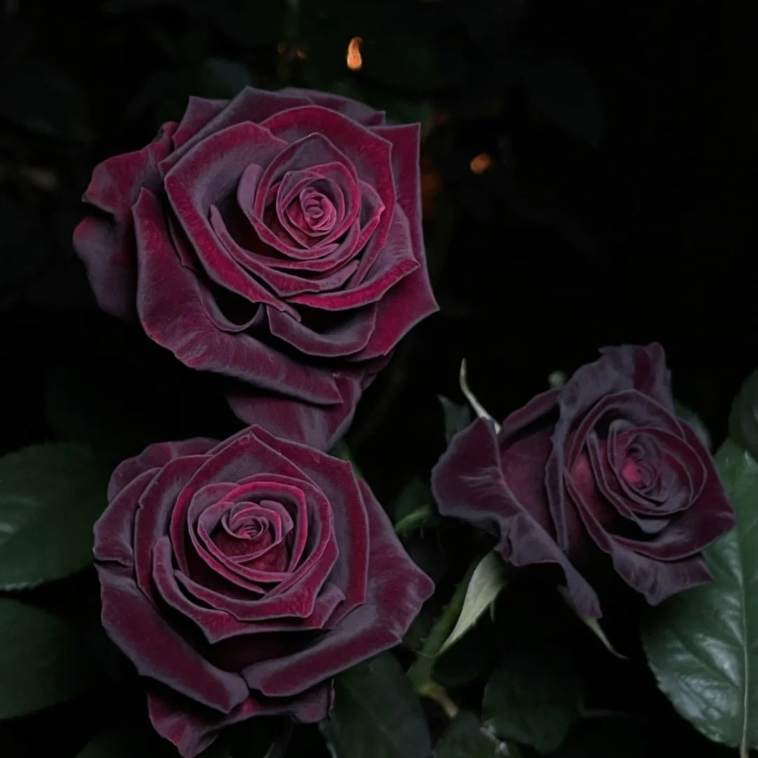 Black Baccara