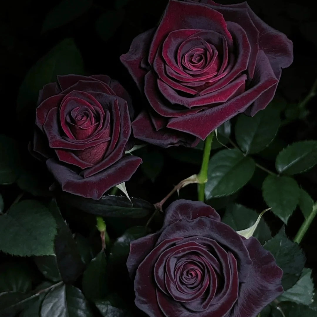 Black Baccara