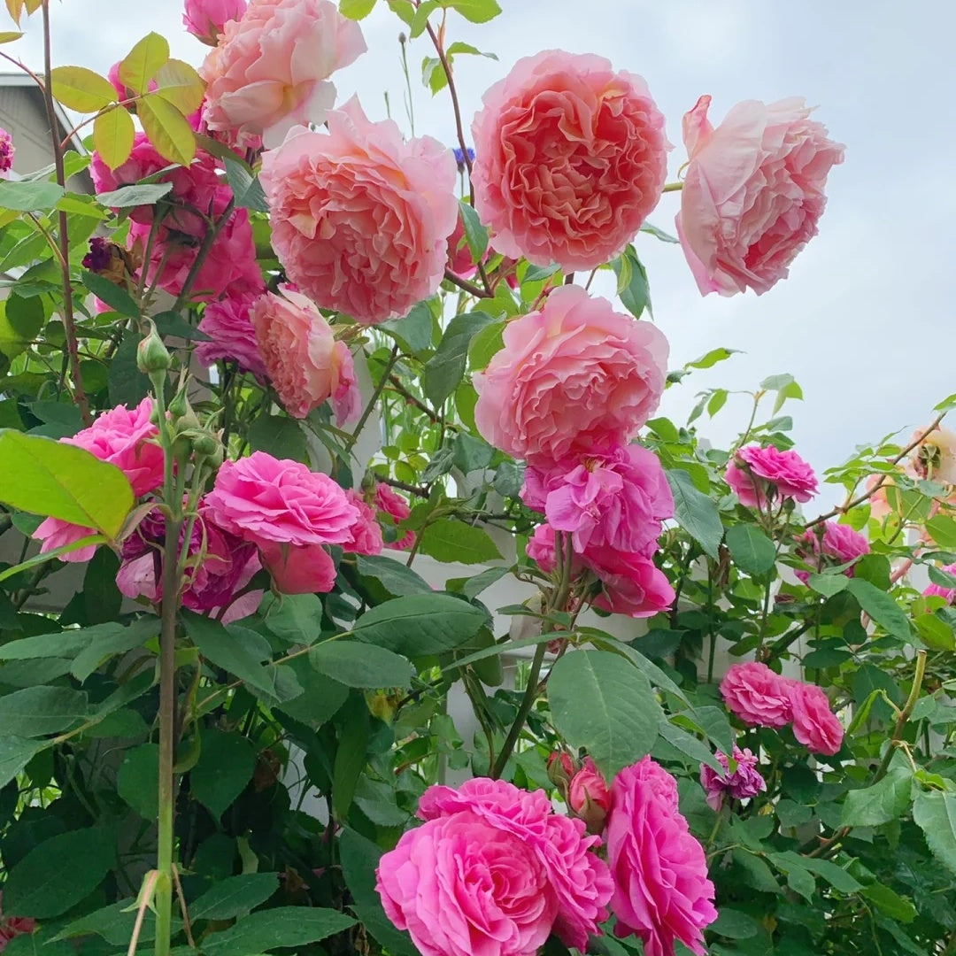 Abraham Darby