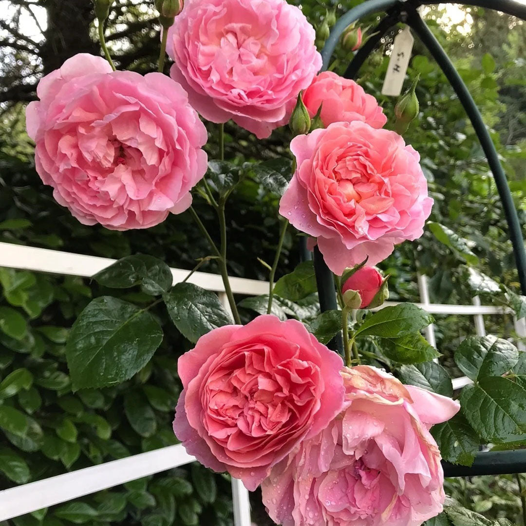 Strawberry Hill