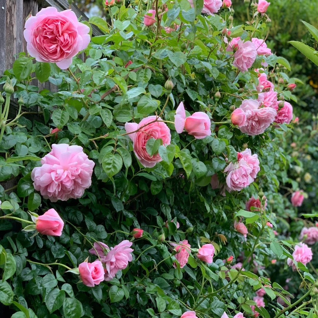 Strawberry Hill