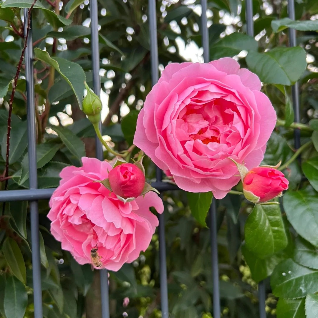 Strawberry Hill