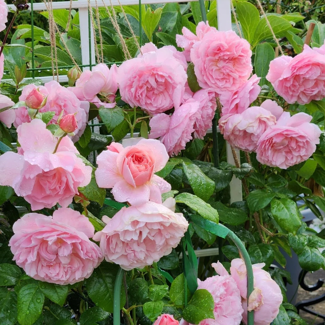 Strawberry Hill