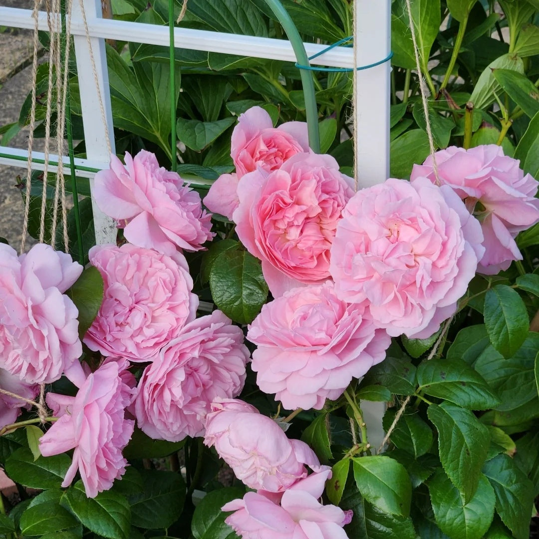 Strawberry Hill