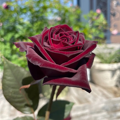 Black Baccara