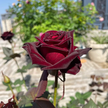 Black Baccara