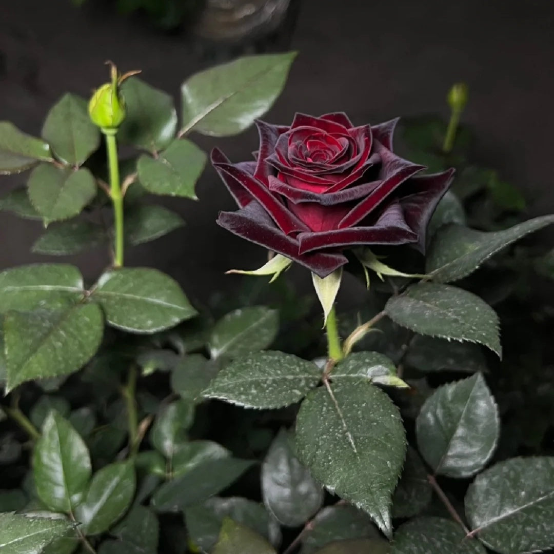 Black Baccara