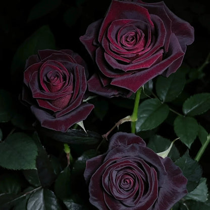Black Baccara
