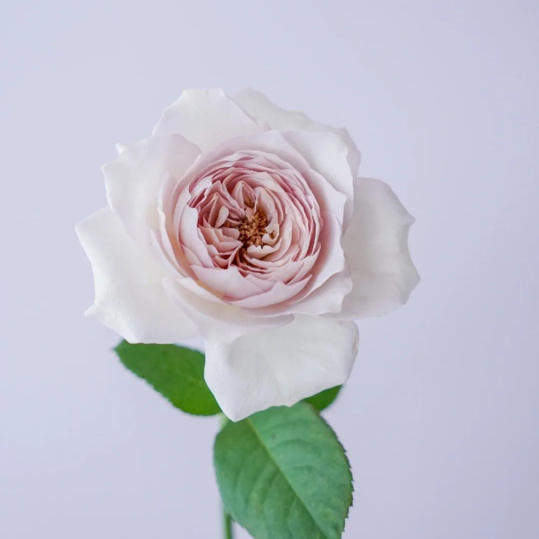 Milky pearl