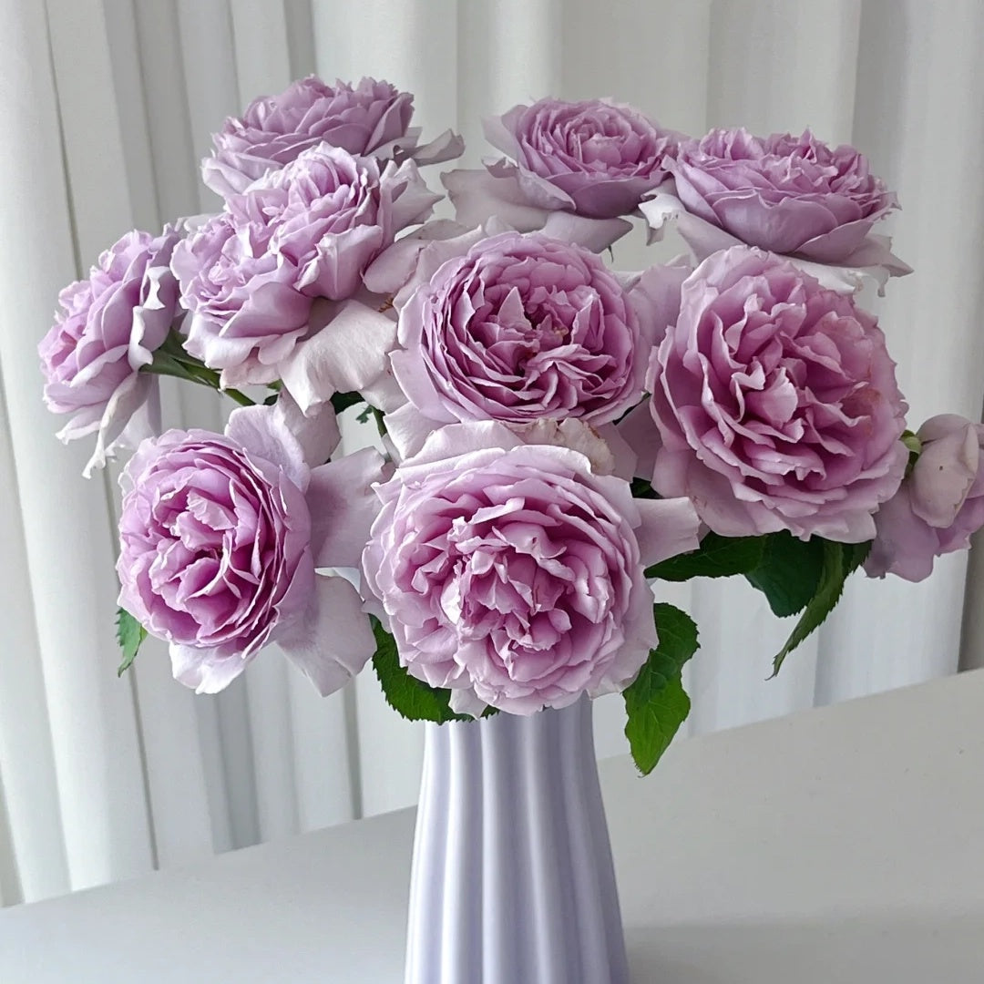 Yin Yin Qing  (Chinese Rose)